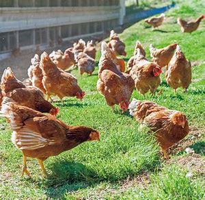 一般的なブロイラー飼育と比べ、太陽光と自然の風が入る開放式の鶏舎でより自然環境に近い形で十分に運動できるようにのびのびと飼育しています。 ストレスも少なく健康的で肉質もよく苦みや臭みが全くありません。